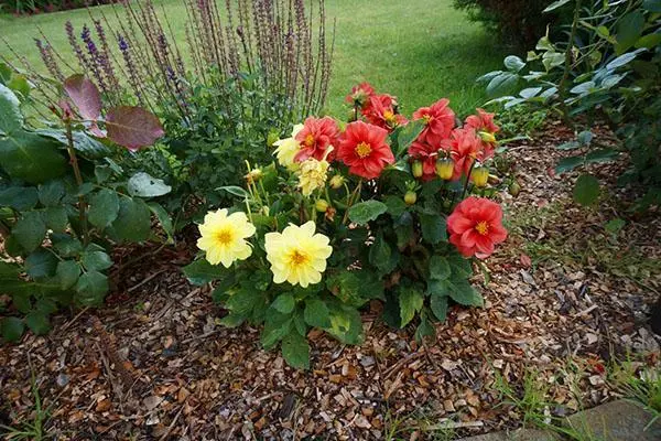 Dahlias Funny guys: planting, leaving