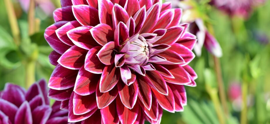 Dahlias in the spring and planting them, how to plant