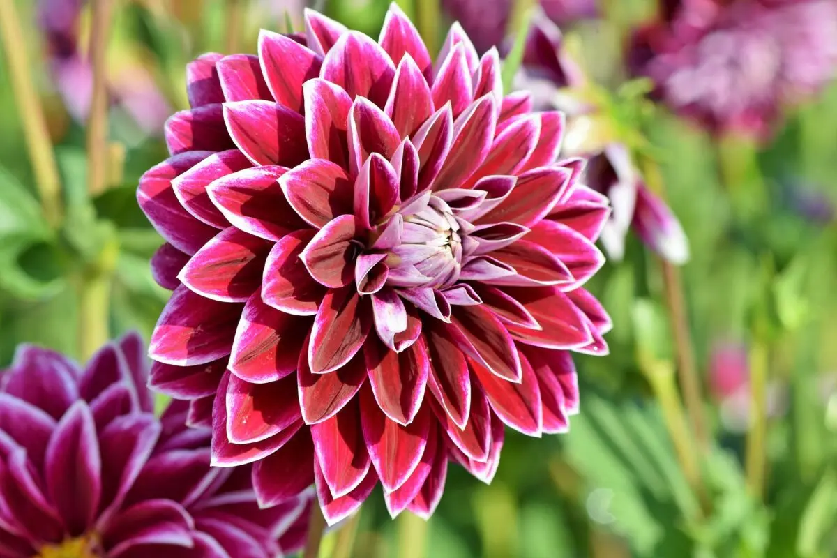 Dahlias in the spring and planting them, how to plant