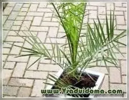 Date palm from stone: how to grow at home, care