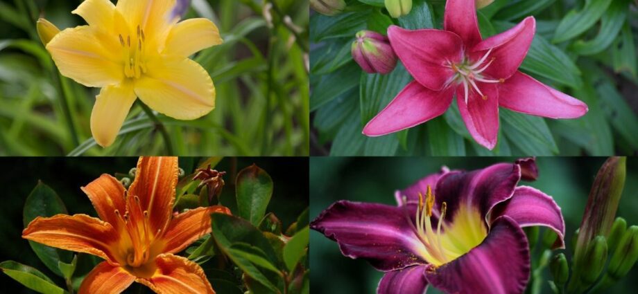 Daylily hybrid: photo, varieties