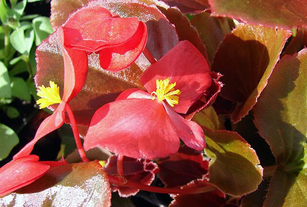 Deciduous begonia and caring for it