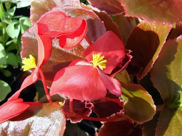 Deciduous begonia and caring for it