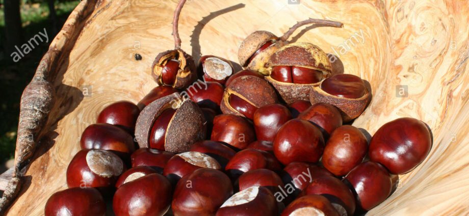 Decorative chestnut