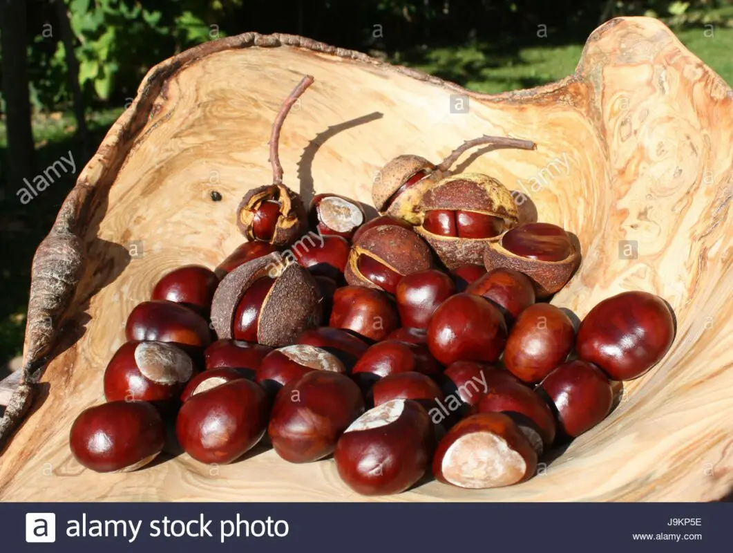 Decorative chestnut