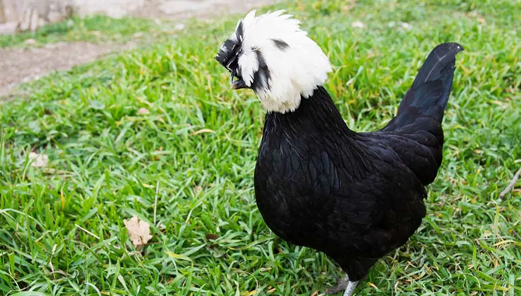 Decorative chicken breeds, name