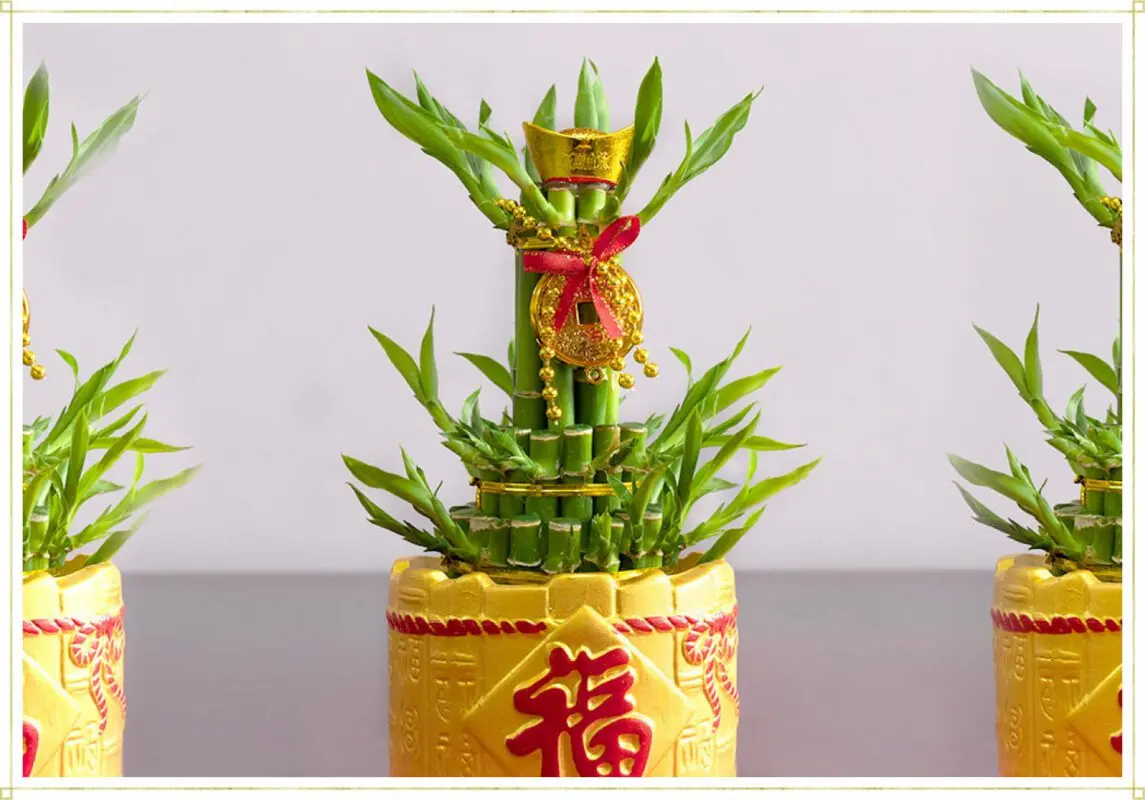 Decorative flower bamboo: how to care