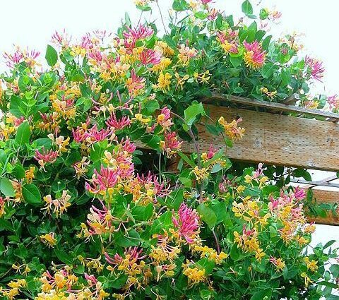 Decorative honeysuckle: care, planting honeysuckle