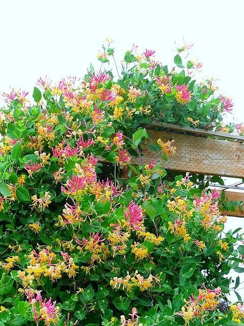 Decorative honeysuckle: care, planting honeysuckle