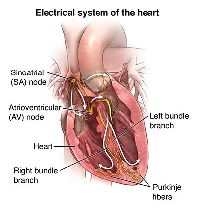 Definition of the exercise electrocardiogram