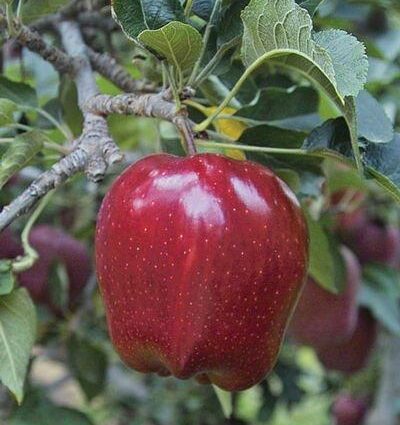 Delicious: apple variety