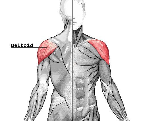 Дельтовидная мышца спины