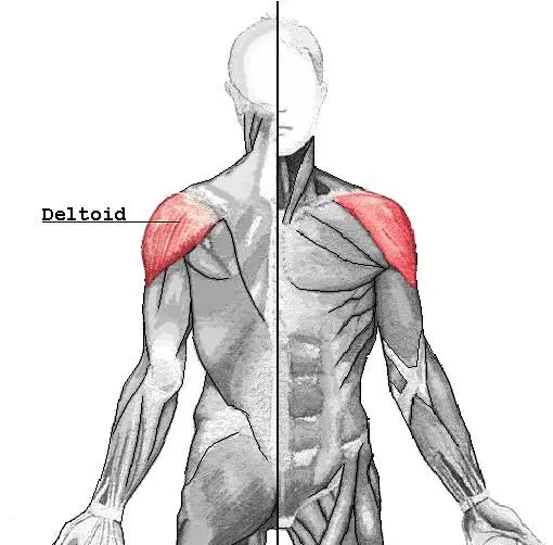 Deltoid