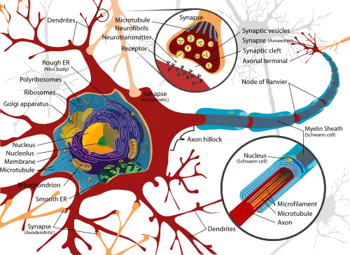 Dendrites: a major role in information processing?