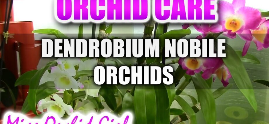 Dendrobium orchid care. Video