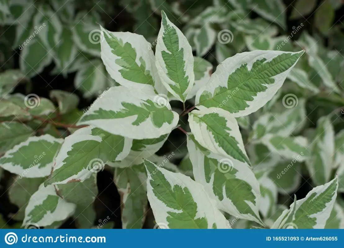 Derain elegantissima white: landing
