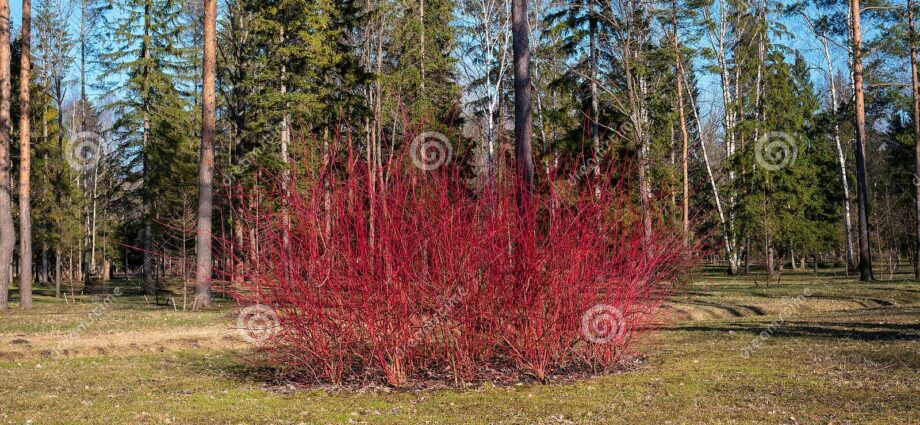 Derain red: shrub