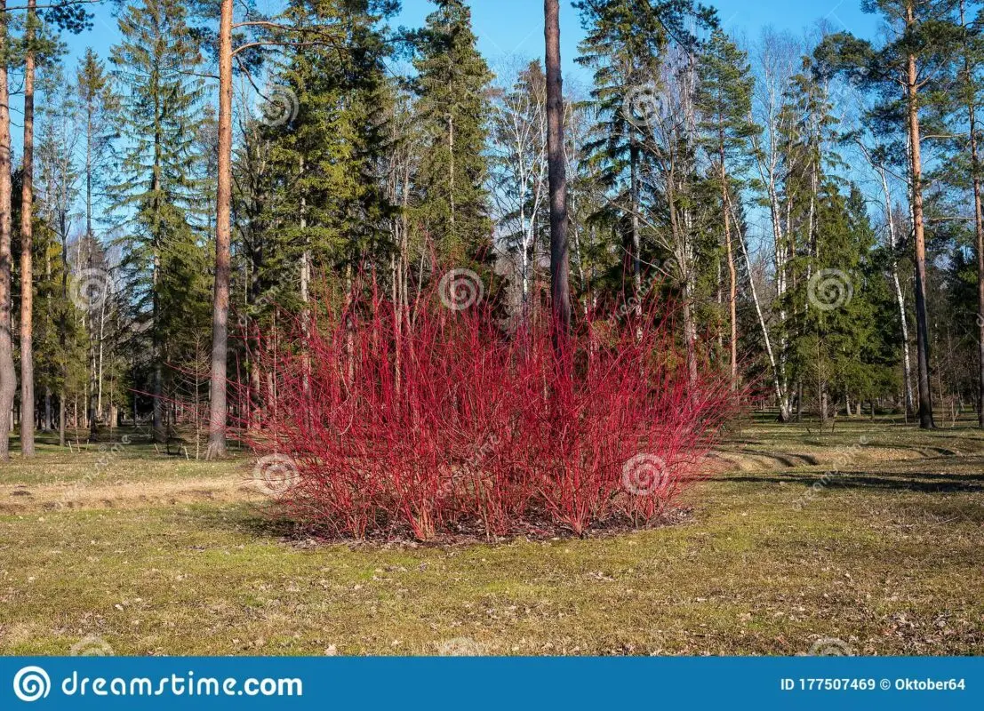 Derain red: shrub