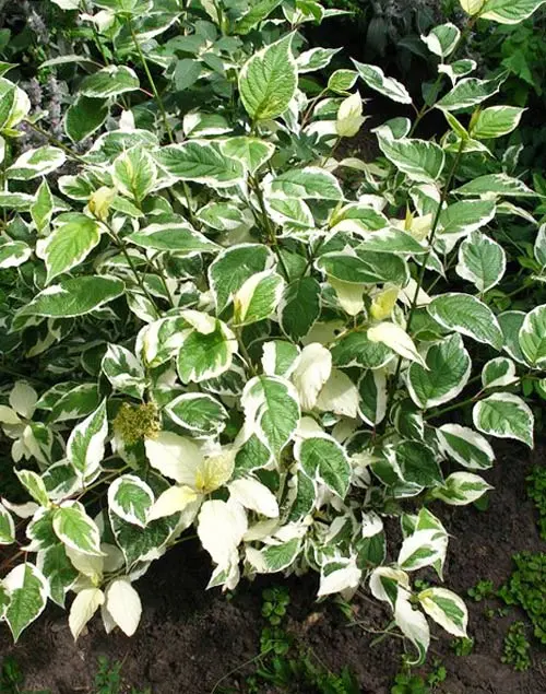 Derain sibirica white: description