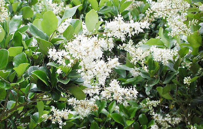 Description of common privet, planting and caring for it