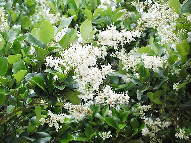 Description of common privet, planting and caring for it