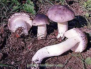 Description of edible mushrooms Ryadovki