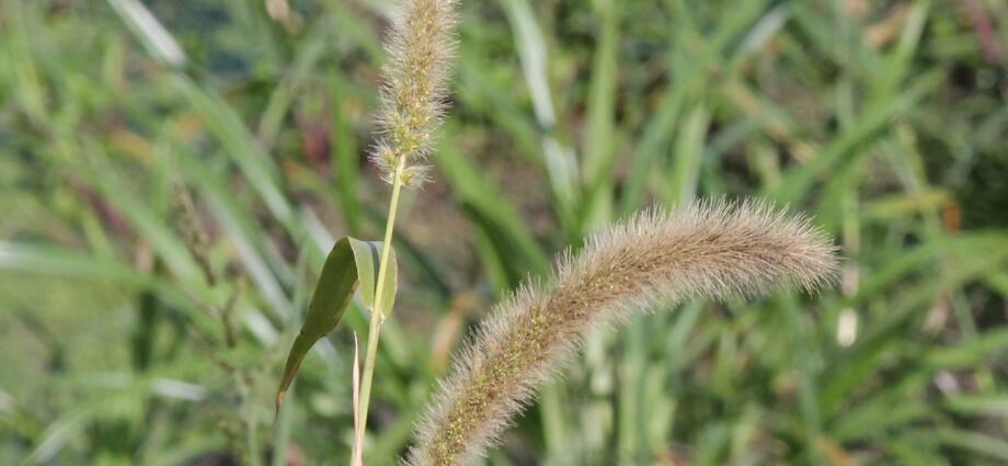 Description of grass bristle