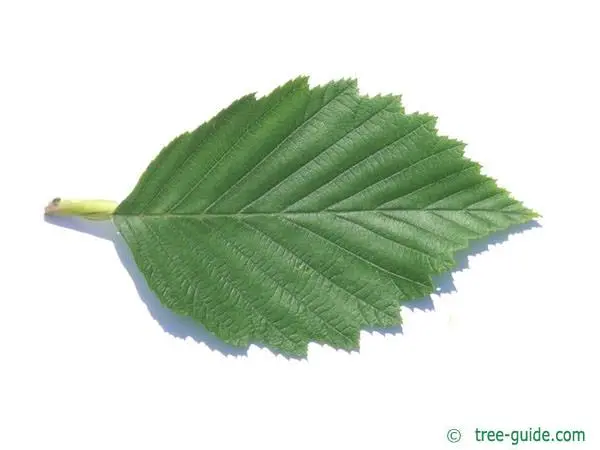 Description of gray alder, photo