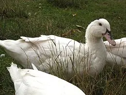 Description of Mulard ducks