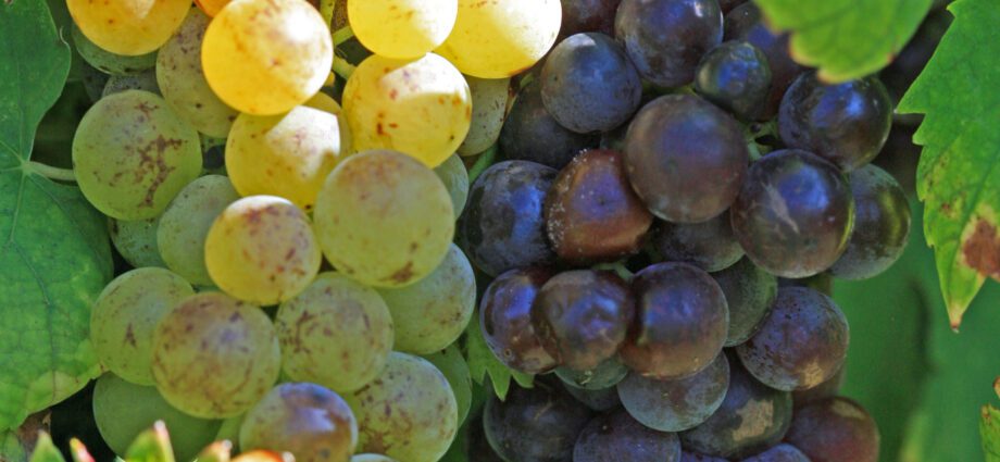 Description of Muscat grape varieties