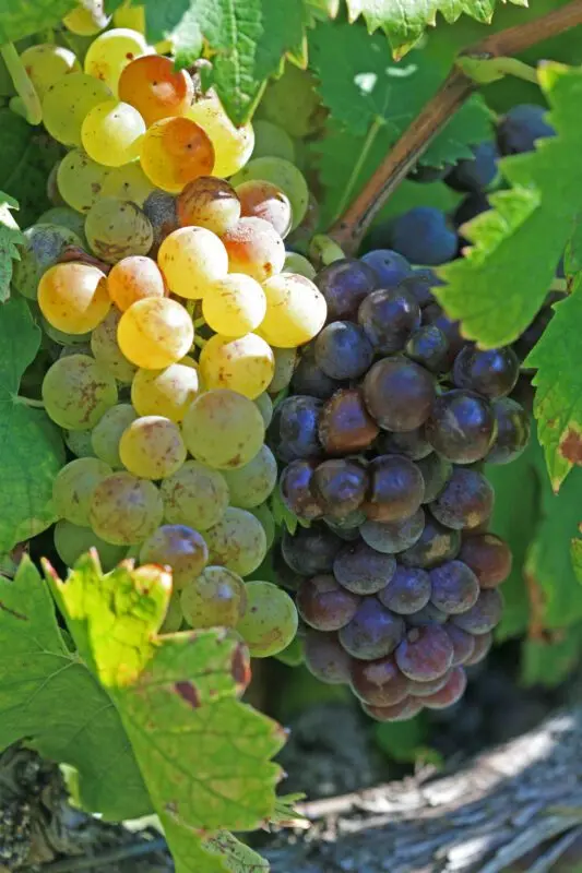 Description of Muscat grape varieties