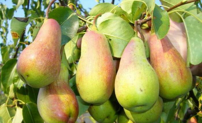 Description of pear variety Elena