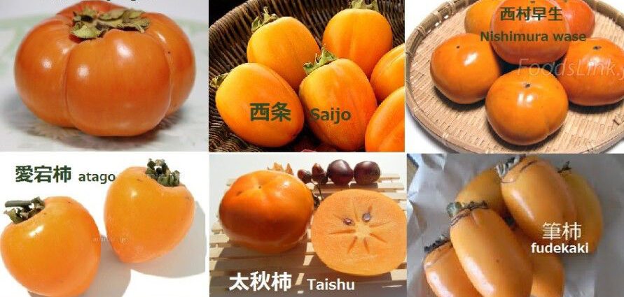 Description of persimmon varieties