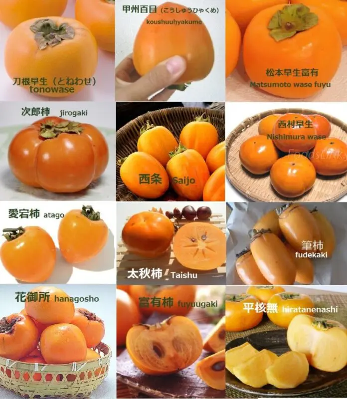 Description of persimmon varieties