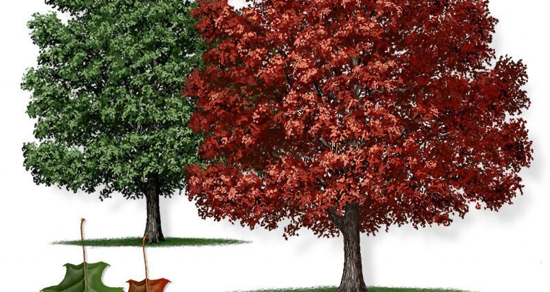 Description of red oak tree