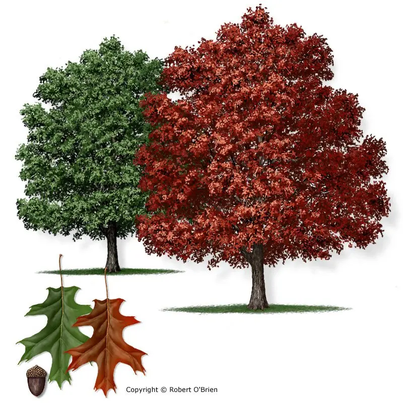 Description of red oak tree