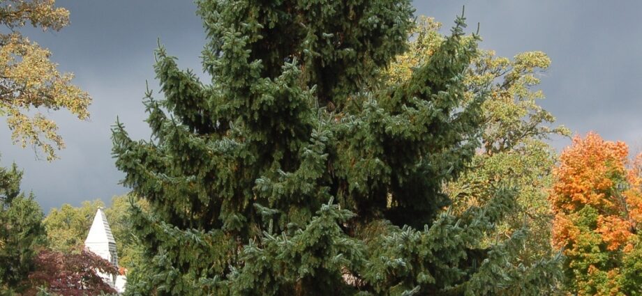 Description of Serbian decorative spruce