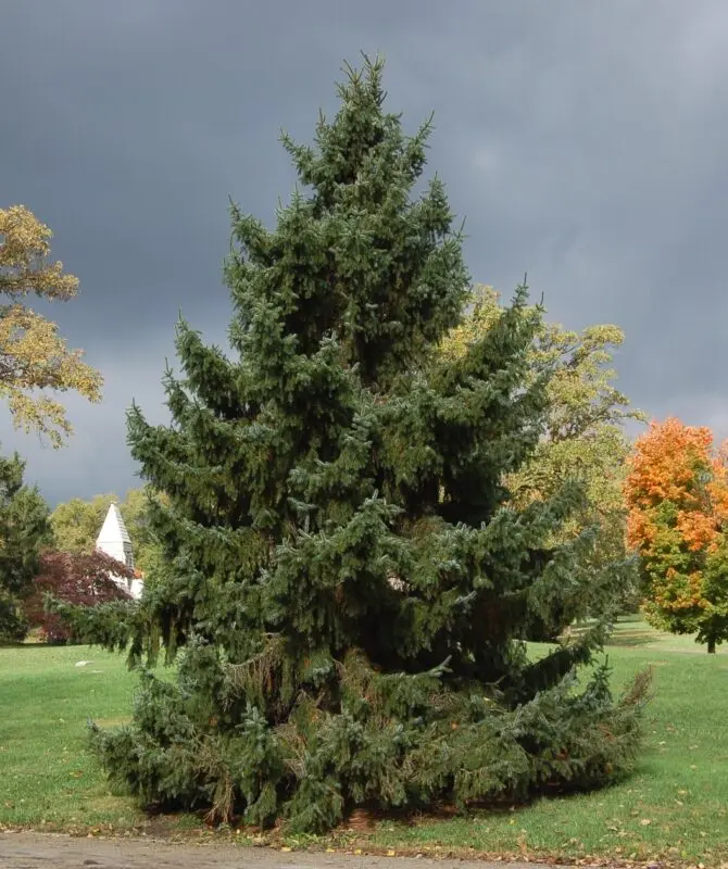 Description of Serbian decorative spruce