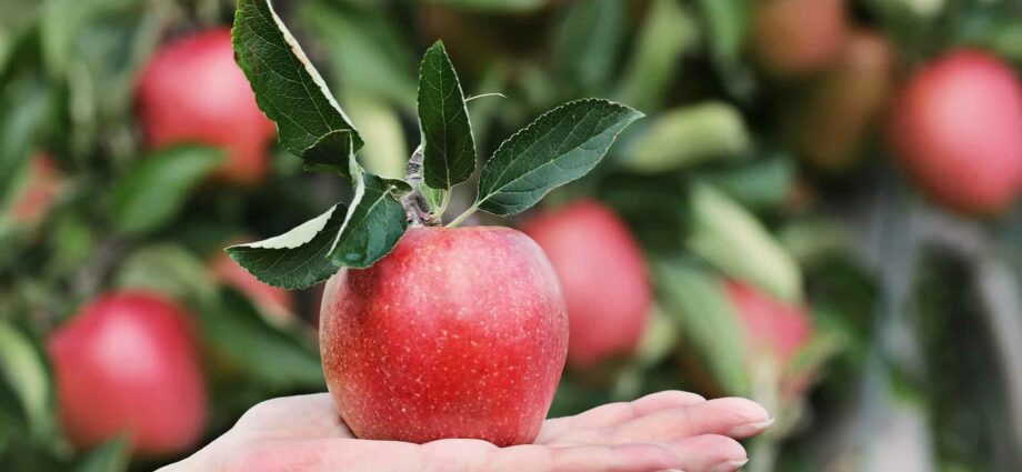 Description of the apple-tree variety Narodnoe