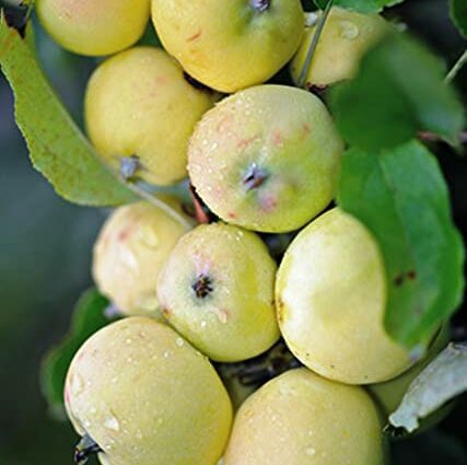 Description of the apple-tree variety Uralskoe bulk