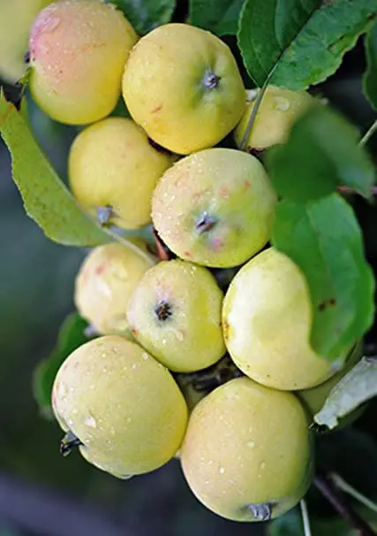 Description of the apple-tree variety Uralskoe bulk