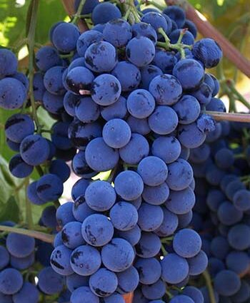 Opis najlepszych technicznych odmian winogron
