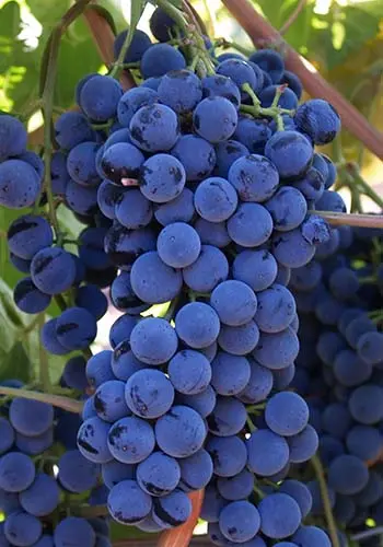 Description of the best technical grape varieties