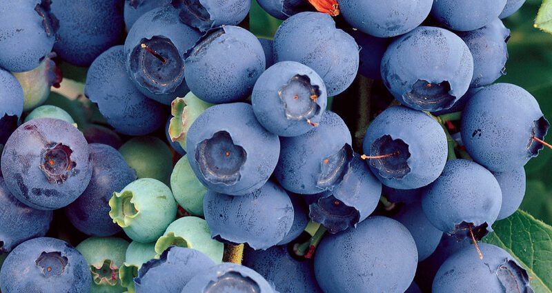 Description of the blueberry variety Bluecrop