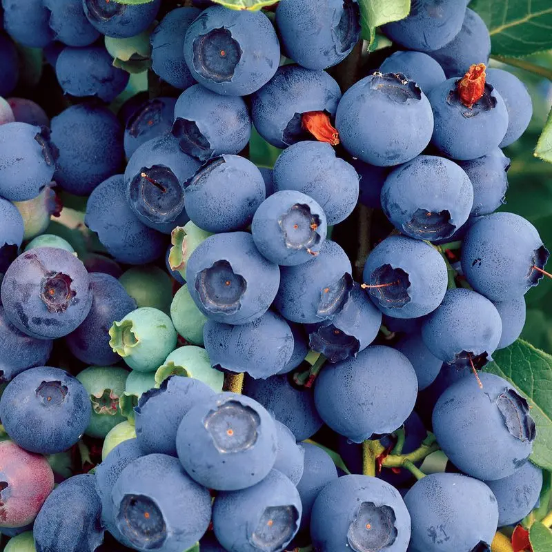 Description of the blueberry variety Bluecrop