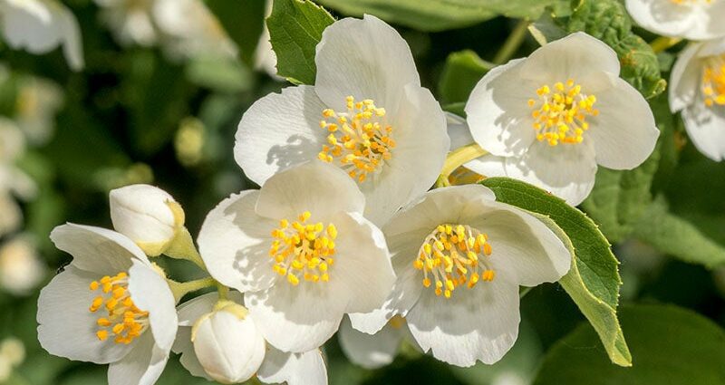 Description of the crown mock-orange, its planting and caring for it