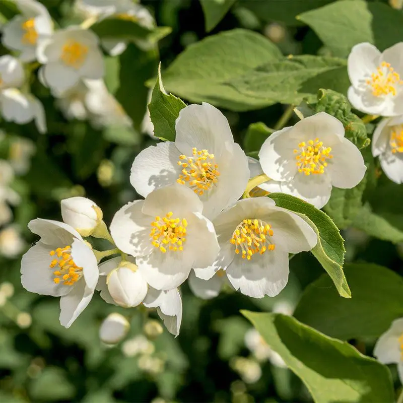 Description of the crown mock-orange, its planting and caring for it