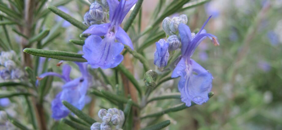 Description of the marsh rosemary plant