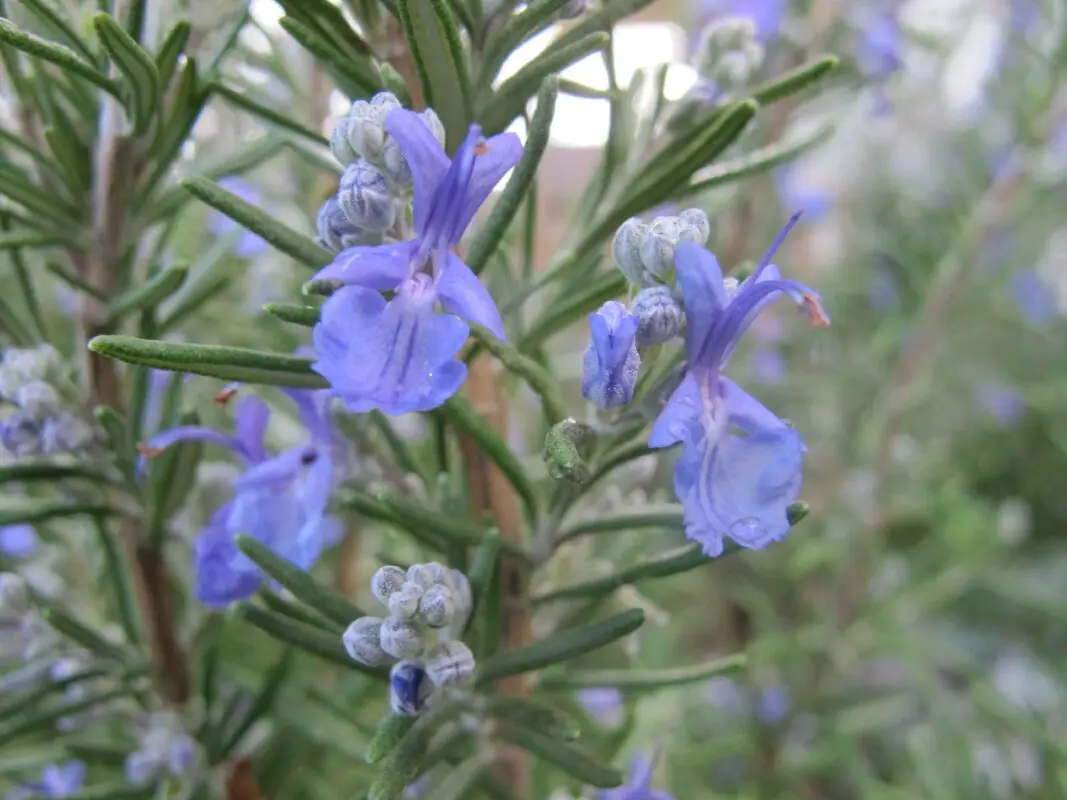 Description of the marsh rosemary plant