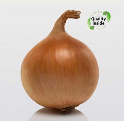 Description of the onion variety Hercules